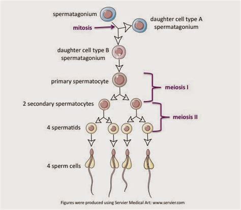 Dr Sherazi Foundation Spermatogenesis 13542 Hot Sex Picture