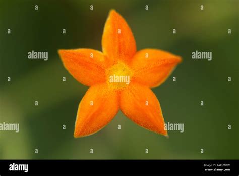 Orange Flower Sinharaja World Heritage Site Sri Lanka Stock Photo Alamy