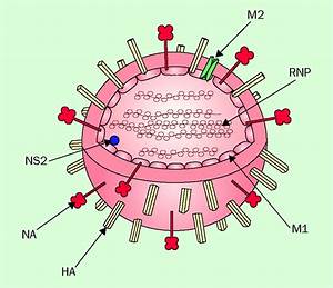 Global Influenza NA Inhibitor Market 2021 Trends and Leading Players Analysis 2026 -Green Cross ... Influenza  