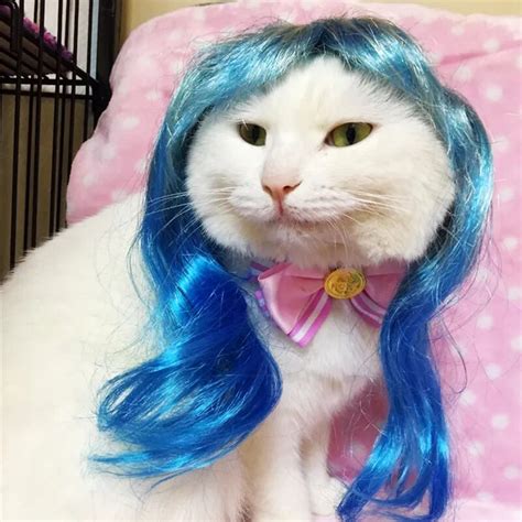 Mpk Cat Wigs Blue And Magenta Wigs For Cats Cute Cat Costume