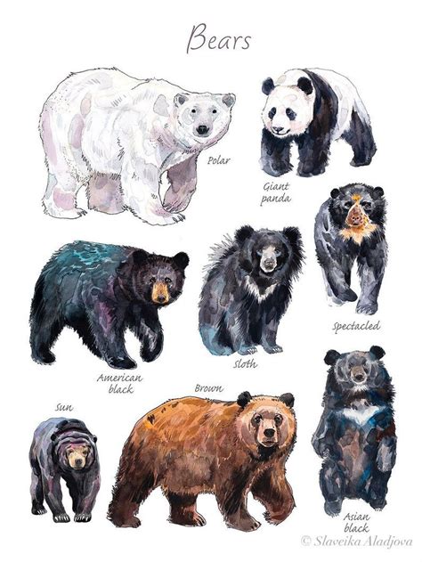 Bears Chart Watercolor Painting Print By Slaveika Aladjova Etsy In