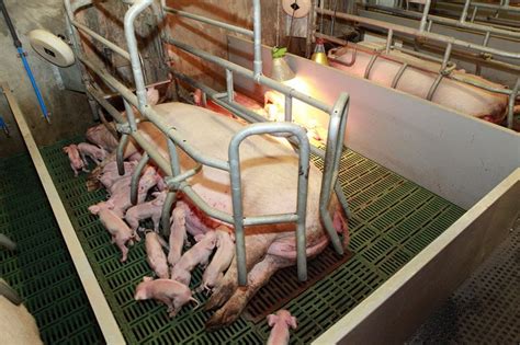 Delayed Weaning Better For Piglet Welfare Pig Progress