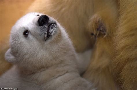 Polar Bear Cub Is Unveiled At Germanys Bremerhaven Zoo Daily Mail Online