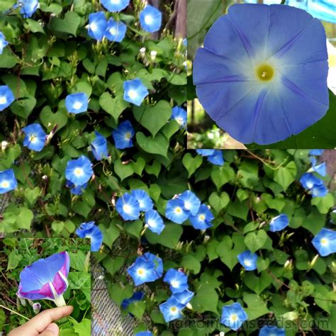 Morning Glory Heavenly Blue Ipomoea Tricolor Seeds Fair Dinkum Seeds