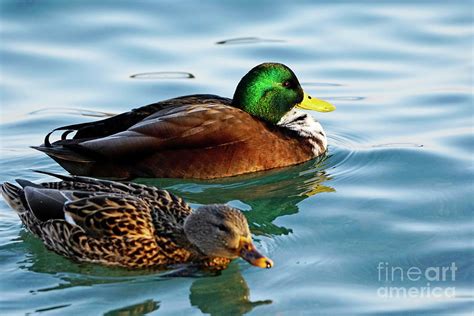 Mallard Duck Like None Other Photograph By Charline Xia Fine Art America
