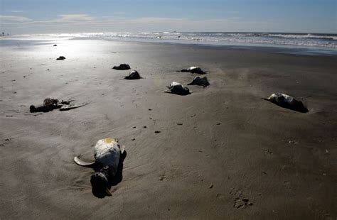 Cerca de 500 pinguins são achados mortos no litoral do RS