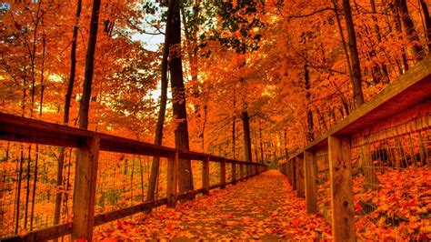 Wood Bridge With Fallen Leaves Between Yellow Red Fall Autumn Trees