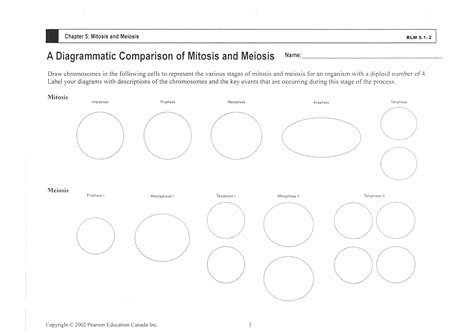 Half life gizmo answer key activity b half life gizmo quiz answers. Mitosis Vs Meiosis Worksheet Answers - Promotiontablecovers