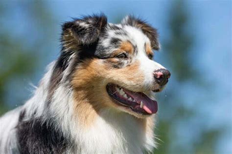 23 Dog Breeds With Black Gums And Black Mouths Petdt