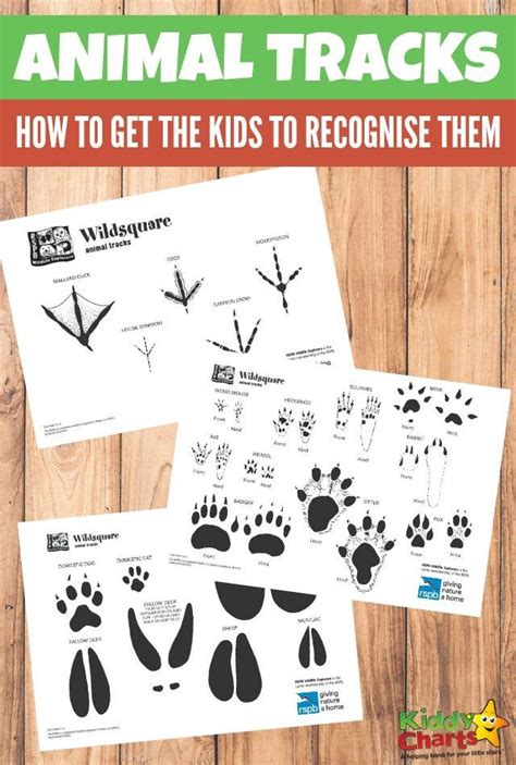 How To Get Your Kids To Recognise Animal Tracks Animal Tracks