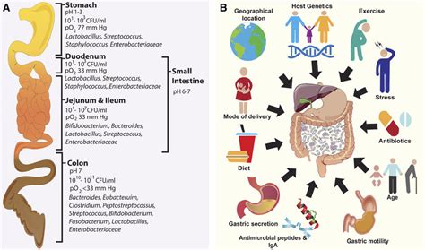 A Metabolic Niches In The Gut Microbiome The Localization And