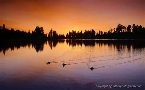 Widescreen Wallpapers Of Duck Hunting Cool Images