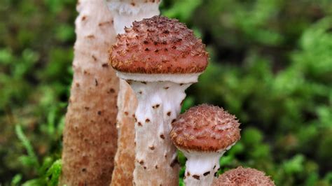 The Humongous Fungus And The Genes That Made It That Way The New York