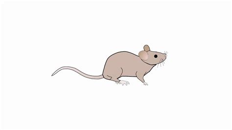 Animated Mouse Add Some Fun And Playfulness To Your Designs With Eye