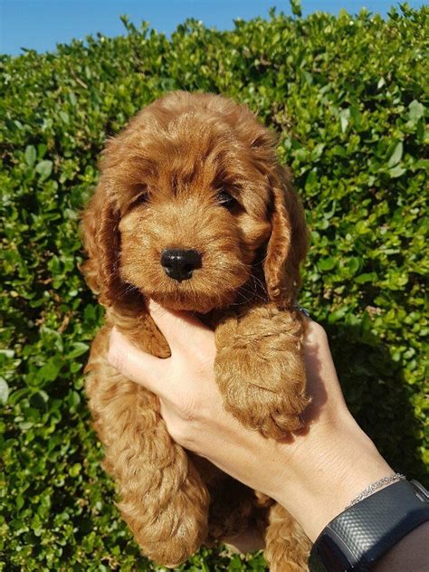 We are the best breeders in the area because of the excellent customer service we we are more than happy to answer any questions you have before and after you adopt one of our small cockapoo pups. Red F1b Cockapoo Puppies for sale | in Frodsham, Cheshire ...