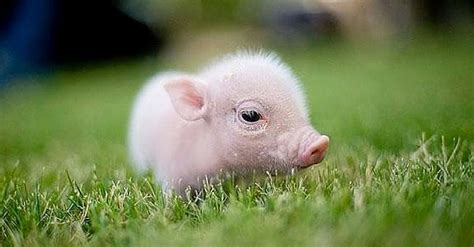 Petmd On Twitter Cute Baby Pigs Baby Pigs Cute Baby Animals