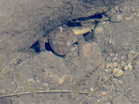 Common Platannaafrican Clawed Frog Project Noah