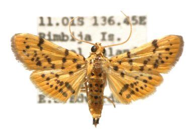 Conogethes diminutiva - Australian Moths Online