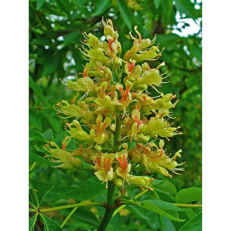 Aesculus Glabra Ohio Buckeye Buy Native Plants Native Shrubs