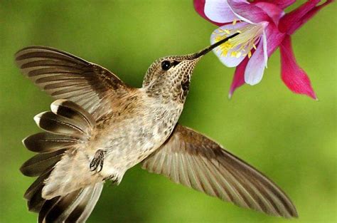This list of flowers that attract hummingbirds is by no means complete since there are virtually the flowers are too long for most insects to access so the flower relies on attracting these birds for some types are perennial, while others are annual. 202 best GARDEN TO ATTRACT HUMMINGBIRDS images on ...