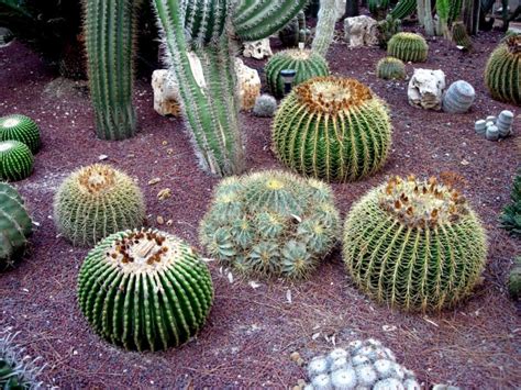 Seguir trabajando hasta que la ropa parece libre de espinas de cactus. Cactus - WikicharliE