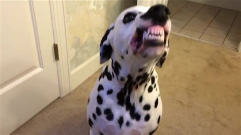 Watch These Sunday Dog Smiles Enjoy These Dogs Smiling As You Get