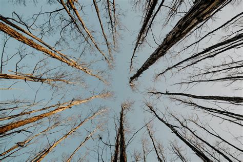 Worms Eye View Photography Of Bare Trees · Free Stock Photo
