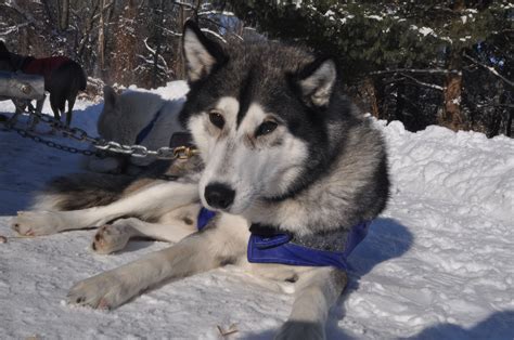Maryland Dog Sledding Photos Of Siberian Husky And Husky