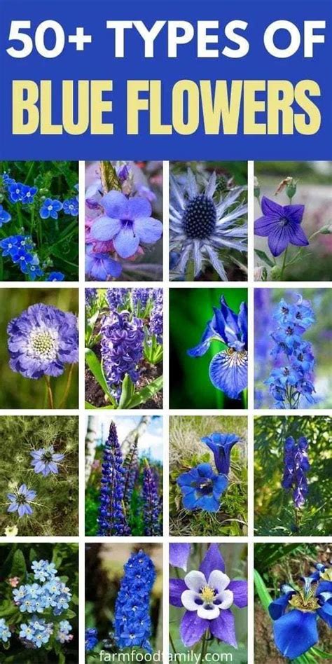 Blue Flowers And Names References Mdqahtani