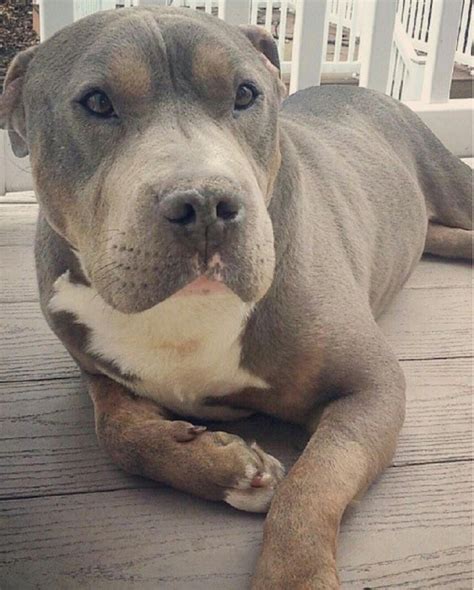 It Was Only 60 To Adopt The Best Dog In The World Pitbulls