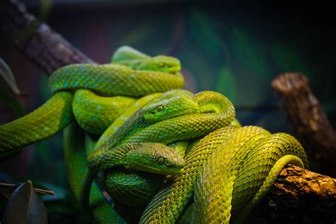 Green Tree Vipers Stellar Snakes