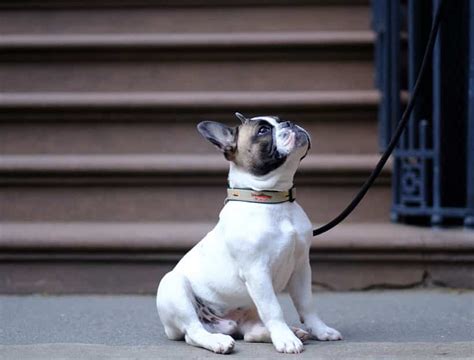 Nyc pooch is proud to be new york city's most loved dog walking service. Dog Walking Service - Downtown Pets | NYC dog walkers