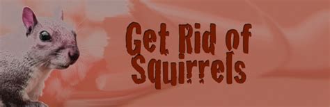 Get Rid Of Squirrels The Survival Gardener