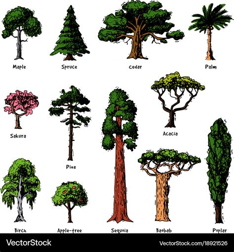 Diffe Types Of Forest Trees With Pictures And Names
