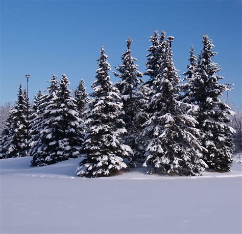 Free Snow Covered Trees 2 Stock Photo