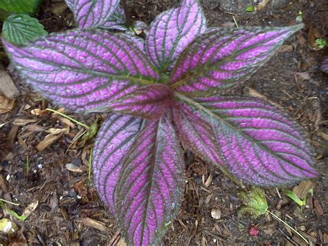 Purple Leaf Plants Outdoor