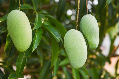 Raw Mango Hanging On Tree With Leaf Background In Summer Fruit Garden
