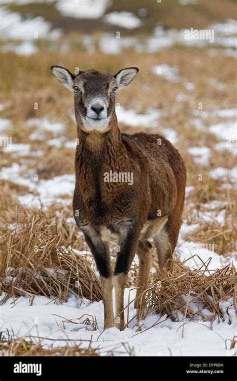 European Mouflon Ovis Gmelini Musimon Ovis Ammon Ovis Orientalis