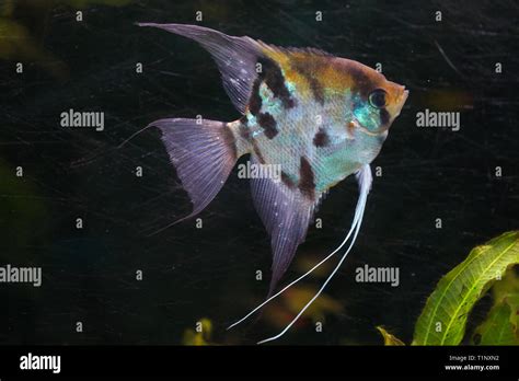 Angelfish Pterophyllum Scalare Also Known As The Freshwater