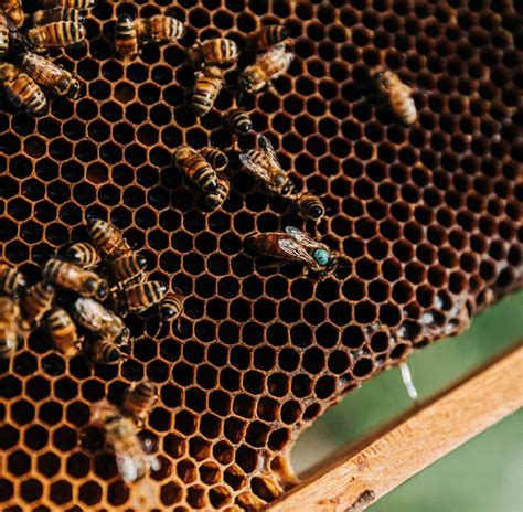 6 easy methods for raising queen bees beekeeping 101