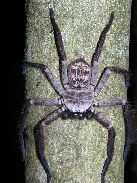 A Large Flat Huntsman Spider Sparassidae Near Montagne Flickr