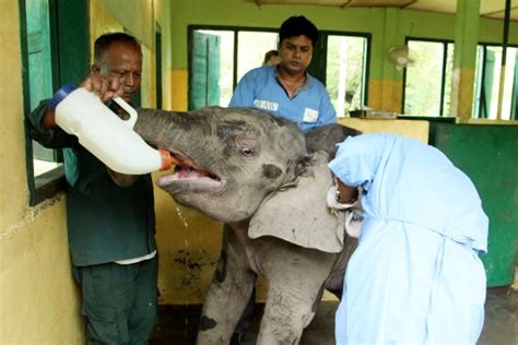 Two Elephant Calves Rescued From Floods In India Ifaw International