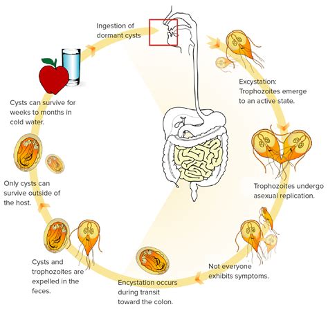 Imagens De Fezes Com Giardia