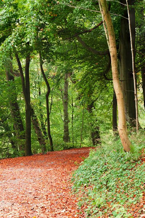Path In Woods Free Stock Photo Public Domain Pictures