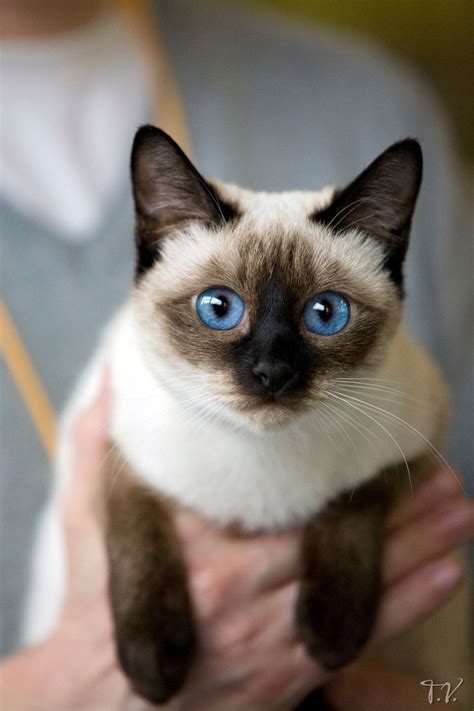 176 Best Siamese Oriental Short Hair Cats Images On Pinterest Kitty