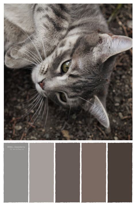 Grey Tabby Cat Laying In The Garden With A Soft Cocoa Colored Palette