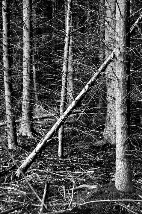Free Images Tree Nature Forest Branch Winter Black And White
