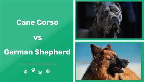 Cane Corso Vs German Shepherd Key Differences With Pictures Pet Keen
