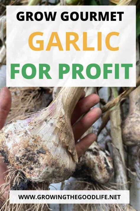 Become A Garlic Farmer And Grow Gourmet Garlic For Profit
