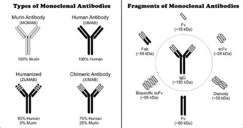 Types And Fragments Of Monoclonal Antibodies Download Scientific Diagram